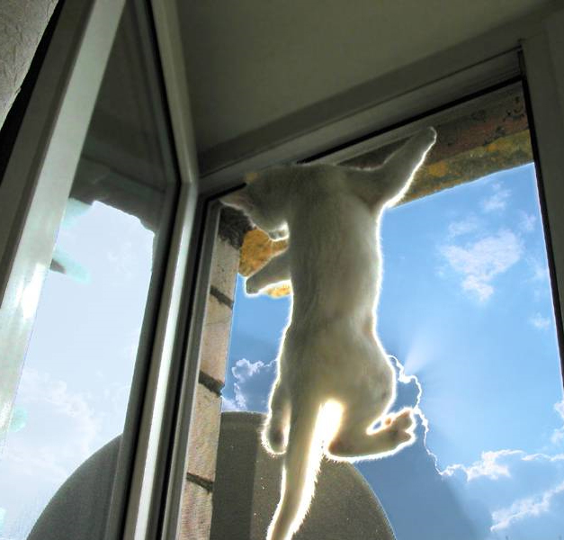 Москітні сітки різних видів на вікна та двері. - <ro>Изображение</ro><ru>Изображение</ru> #3, <ru>Объявление</ru> #1690761