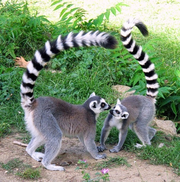 Лемур Катта продам - <ro>Изображение</ro><ru>Изображение</ru> #1, <ru>Объявление</ru> #1694589