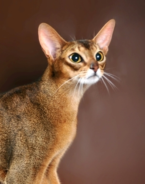 Замечательная абиссинская кошечка ищет новую семью - <ro>Изображение</ro><ru>Изображение</ru> #1, <ru>Объявление</ru> #1694034