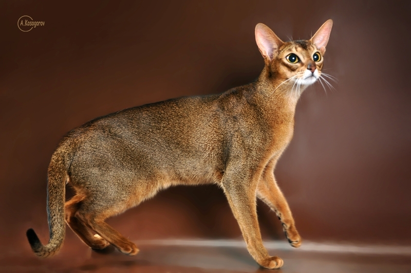 Замечательная абиссинская кошечка ищет новую семью - <ro>Изображение</ro><ru>Изображение</ru> #4, <ru>Объявление</ru> #1694034