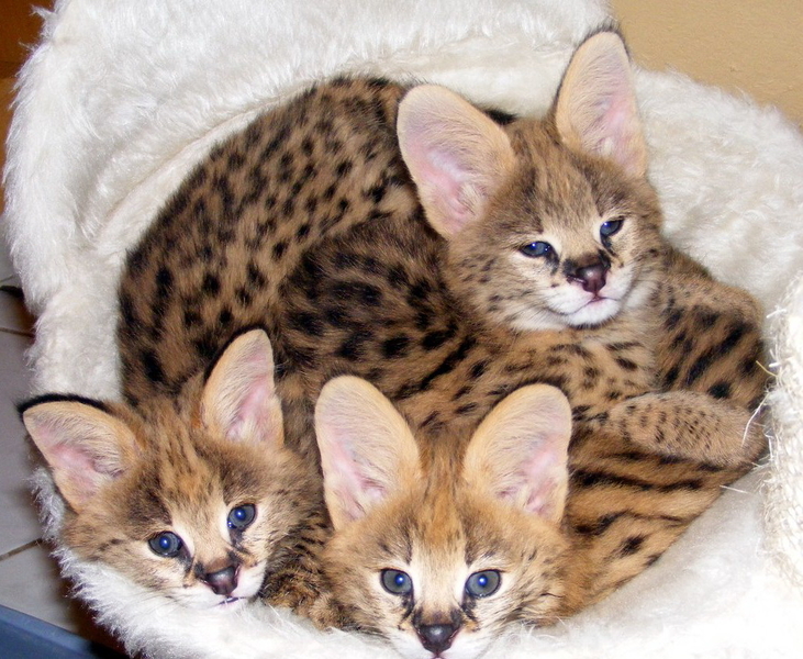 Продам котят Сервала - <ro>Изображение</ro><ru>Изображение</ru> #2, <ru>Объявление</ru> #1694538