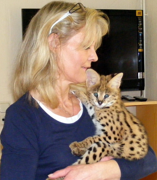 Продам котят Сервала - <ro>Изображение</ro><ru>Изображение</ru> #3, <ru>Объявление</ru> #1694538