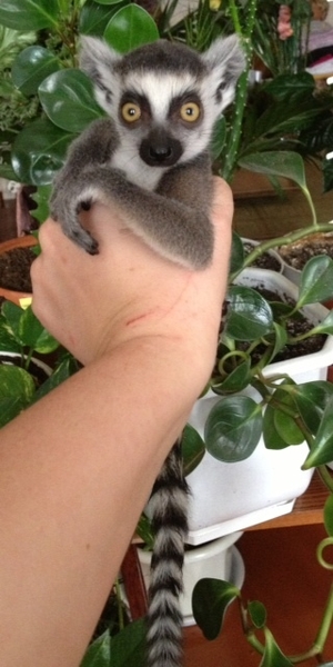 Лемур Катта продам - <ro>Изображение</ro><ru>Изображение</ru> #2, <ru>Объявление</ru> #1694589