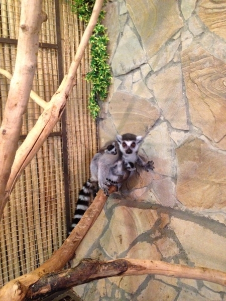 Лемур Катта продам - <ro>Изображение</ro><ru>Изображение</ru> #3, <ru>Объявление</ru> #1694589