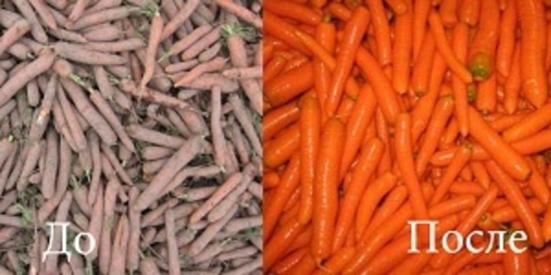 Вега МР 2500 Про машина для мойки овощей (корнеплодов) - <ro>Изображение</ro><ru>Изображение</ru> #4, <ru>Объявление</ru> #1694689