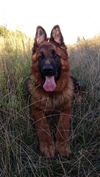 Вушні вставки для  собак - <ro>Изображение</ro><ru>Изображение</ru> #9, <ru>Объявление</ru> #1689049