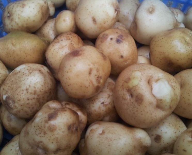 Вега МР 300 машина для мойки овощей (корнеплодов) - <ro>Изображение</ro><ru>Изображение</ru> #5, <ru>Объявление</ru> #1697093