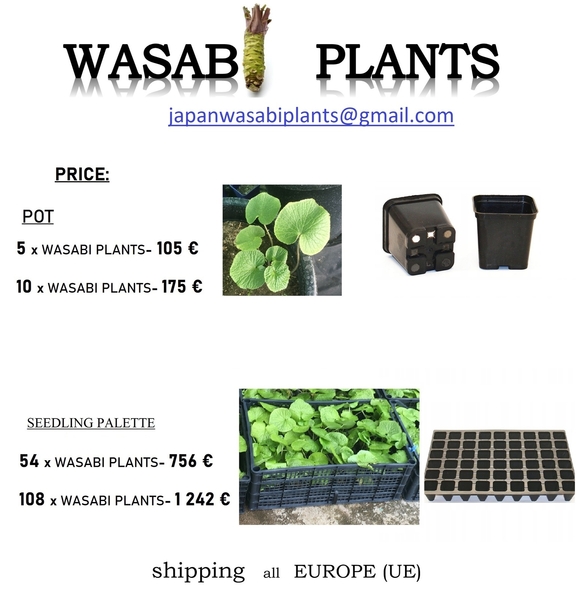 54 x WASABI PLANTS sadzonki sushi plant pflanze japan farm seed - <ro>Изображение</ro><ru>Изображение</ru> #3, <ru>Объявление</ru> #1701342