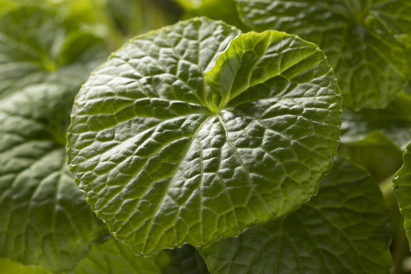 54 x WASABI PLANTS sadzonki sushi plant pflanze japan farm seed - <ro>Изображение</ro><ru>Изображение</ru> #5, <ru>Объявление</ru> #1701342