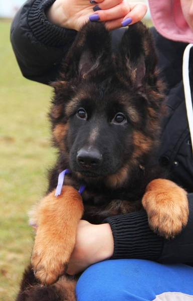 Элитные щенки Д/Ш немецкой овчарки - <ro>Изображение</ro><ru>Изображение</ru> #1, <ru>Объявление</ru> #1702823