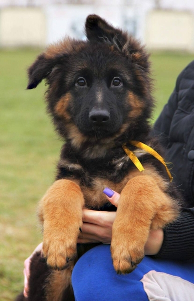 Элитные щенки Д/Ш немецкой овчарки - <ro>Изображение</ro><ru>Изображение</ru> #2, <ru>Объявление</ru> #1702823