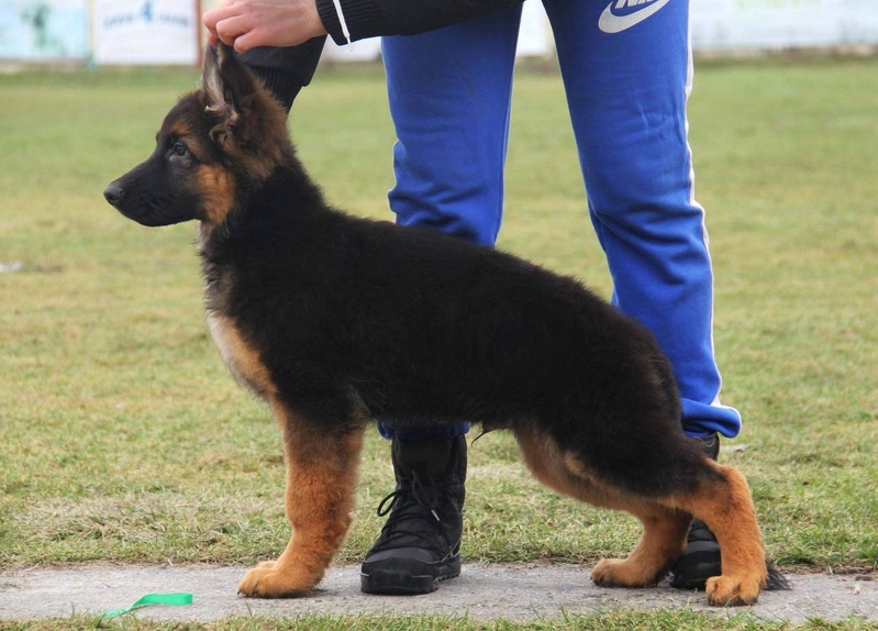 Элитные щенки Д/Ш немецкой овчарки - <ro>Изображение</ro><ru>Изображение</ru> #3, <ru>Объявление</ru> #1702823