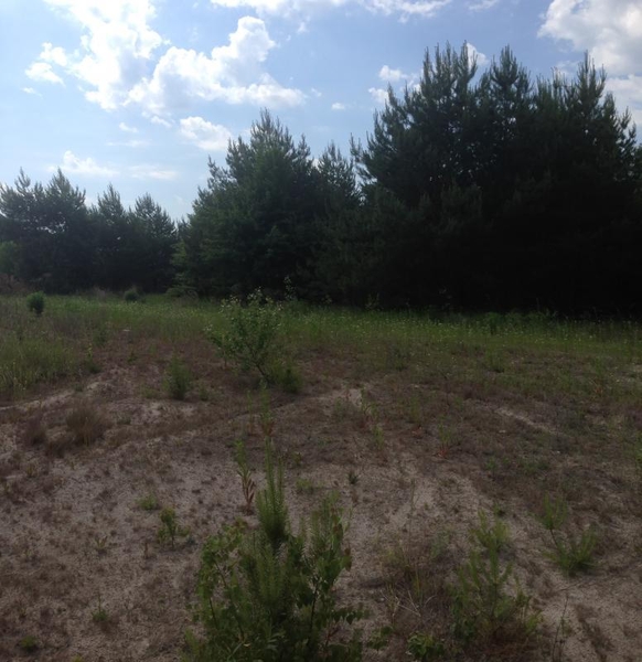 Продам участок с лесом в 19 км от Киева - <ro>Изображение</ro><ru>Изображение</ru> #8, <ru>Объявление</ru> #1705497