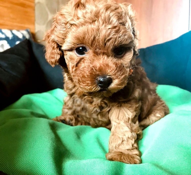 малыши той пудель - <ro>Изображение</ro><ru>Изображение</ru> #1, <ru>Объявление</ru> #1705679