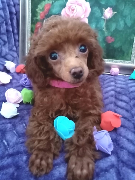 малыши той пудель - <ro>Изображение</ro><ru>Изображение</ru> #2, <ru>Объявление</ru> #1705679