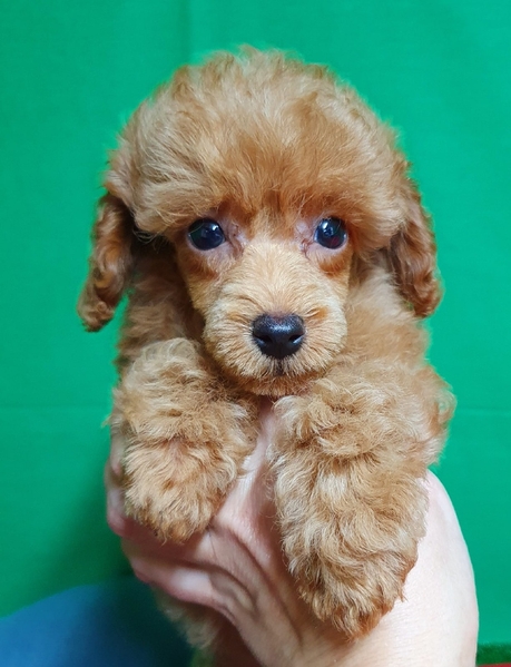 малыши той пудель - <ro>Изображение</ro><ru>Изображение</ru> #3, <ru>Объявление</ru> #1705679