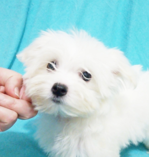 Питомник предлагает мальчиков  мальтийской болонки - <ro>Изображение</ro><ru>Изображение</ru> #1, <ru>Объявление</ru> #1706200