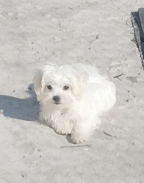 Питомник предлагает мальчиков  мальтийской болонки - <ro>Изображение</ro><ru>Изображение</ru> #2, <ru>Объявление</ru> #1706200