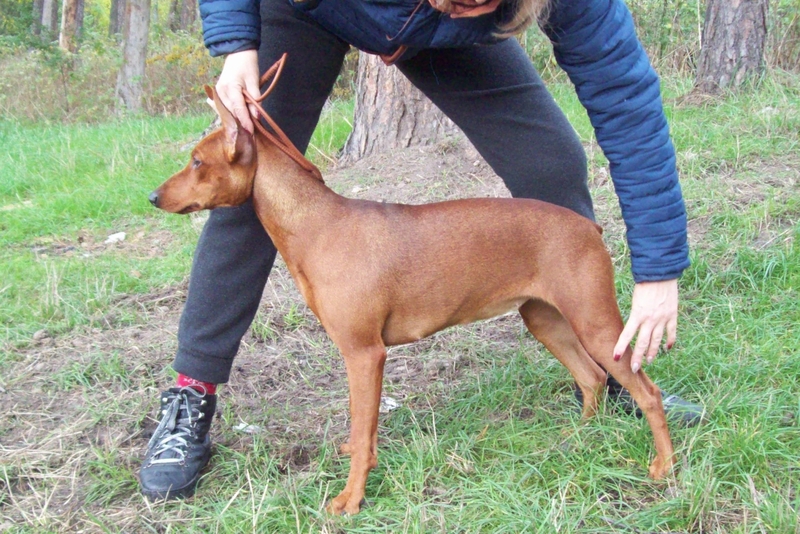 Резервирую щенков немецкого пинчера - <ro>Изображение</ro><ru>Изображение</ru> #3, <ru>Объявление</ru> #1705975
