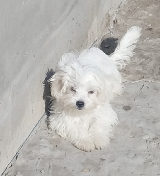 Питомник предлагает мальчиков  мальтийской болонки - <ro>Изображение</ro><ru>Изображение</ru> #3, <ru>Объявление</ru> #1706200