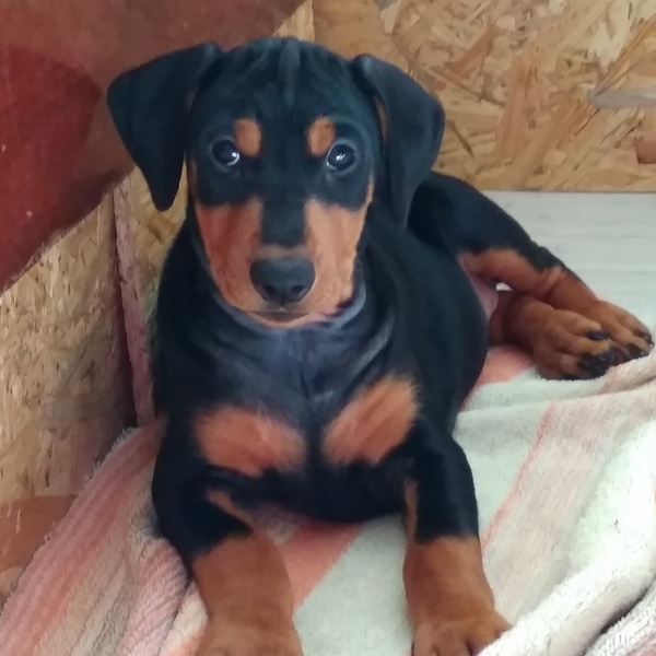 Резервирую щенков немецкого пинчера - <ro>Изображение</ro><ru>Изображение</ru> #4, <ru>Объявление</ru> #1705975