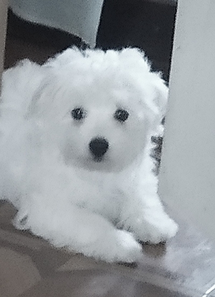 Питомник предлагает мальчиков  мальтийской болонки - <ro>Изображение</ro><ru>Изображение</ru> #4, <ru>Объявление</ru> #1706200