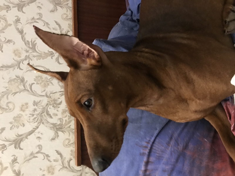 Резервирую щенков немецкого пинчера - <ro>Изображение</ro><ru>Изображение</ru> #5, <ru>Объявление</ru> #1705975