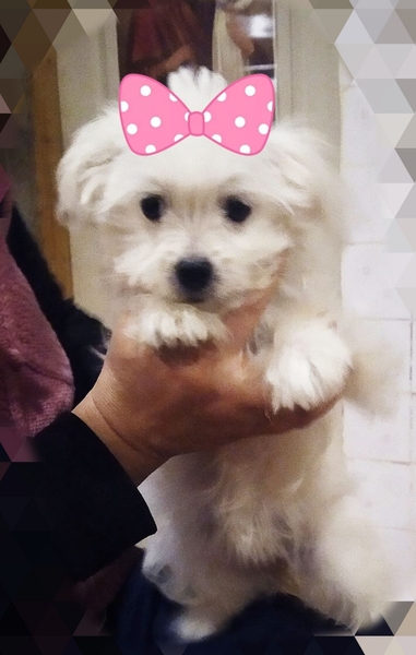 Питомник предлагает мальчиков  мальтийской болонки - <ro>Изображение</ro><ru>Изображение</ru> #6, <ru>Объявление</ru> #1706200