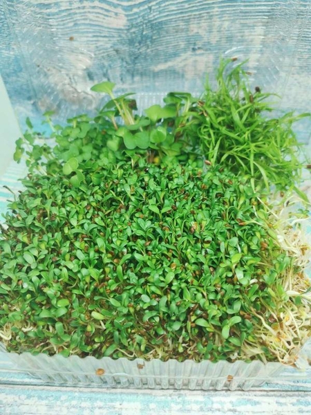 Продам микрозелень оптом - <ro>Изображение</ro><ru>Изображение</ru> #5, <ru>Объявление</ru> #1707469