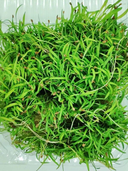 Продам микрозелень оптом - <ro>Изображение</ro><ru>Изображение</ru> #4, <ru>Объявление</ru> #1707469