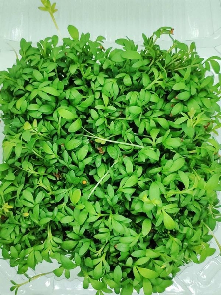 Продам микрозелень оптом - <ro>Изображение</ro><ru>Изображение</ru> #3, <ru>Объявление</ru> #1707469