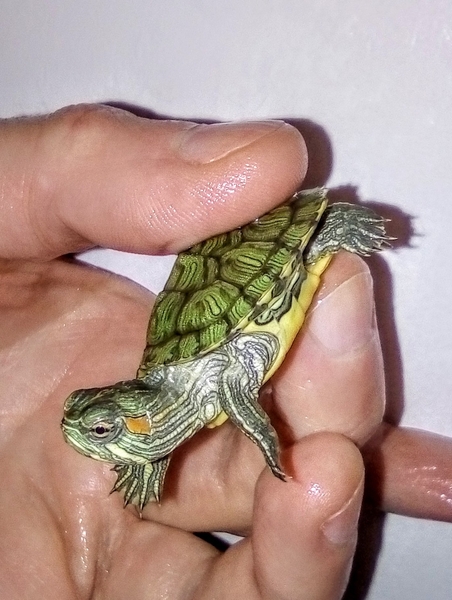 Черепашка+корм+доставка+инструкция по содержанию+консультации  - <ro>Изображение</ro><ru>Изображение</ru> #4, <ru>Объявление</ru> #1227554