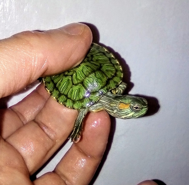 Черепашка+корм+доставка+инструкция по содержанию+консультации  - <ro>Изображение</ro><ru>Изображение</ru> #5, <ru>Объявление</ru> #1227554