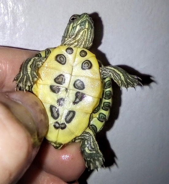 Черепашка+корм+доставка+инструкция по содержанию+консультации  - <ro>Изображение</ro><ru>Изображение</ru> #7, <ru>Объявление</ru> #1227554