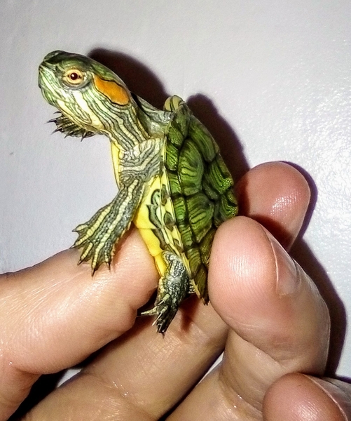 Черепашка+корм+доставка+инструкция по содержанию+консультации  - <ro>Изображение</ro><ru>Изображение</ru> #9, <ru>Объявление</ru> #1227554