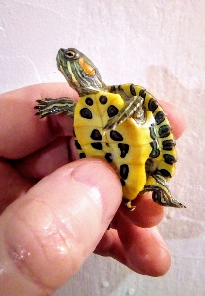 Прекрасный подарок - маленькая черепашка. Доставка - <ro>Изображение</ro><ru>Изображение</ru> #8, <ru>Объявление</ru> #1506419