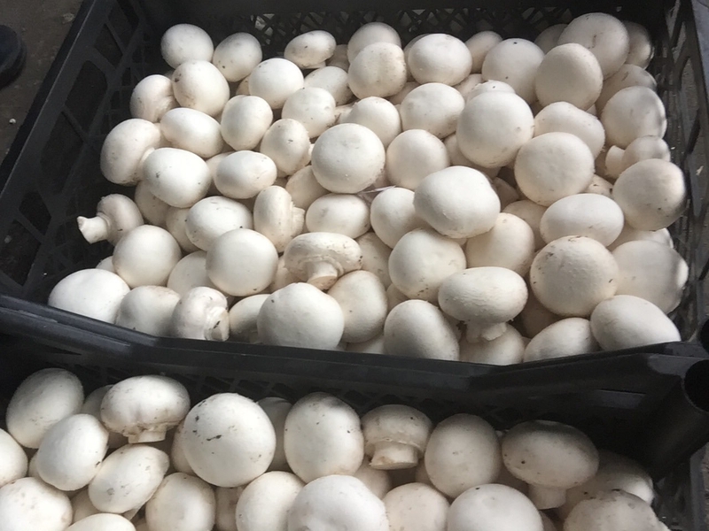 Гриби печереці від виробника. Опт і роздріб - <ro>Изображение</ro><ru>Изображение</ru> #4, <ru>Объявление</ru> #1707830