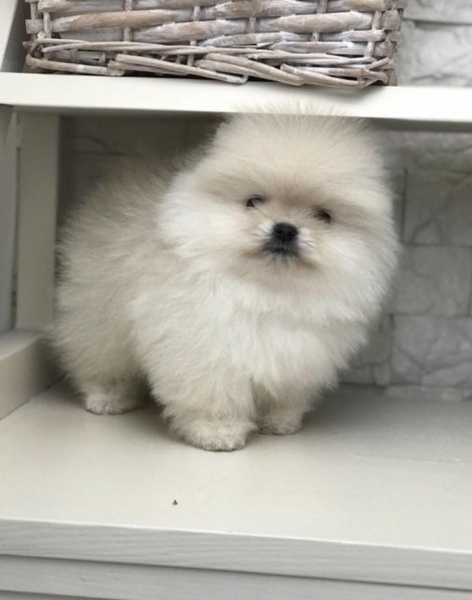 шпиц тип мишка - <ro>Изображение</ro><ru>Изображение</ru> #3, <ru>Объявление</ru> #1709929