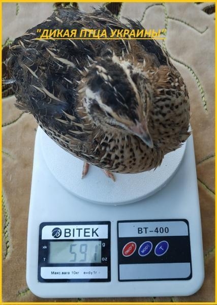 Инкубационные яйца перепелов. - <ro>Изображение</ro><ru>Изображение</ru> #3, <ru>Объявление</ru> #1711186