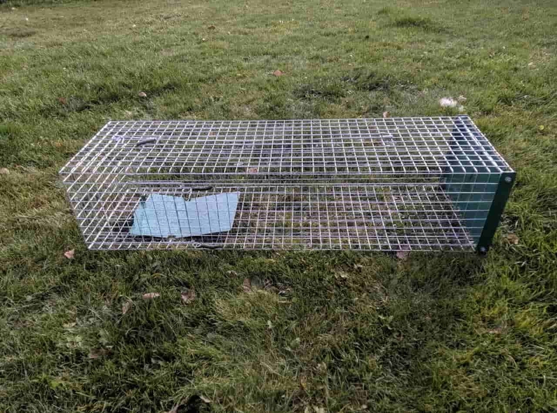 Котоловка. Живоловка. Поймать кота и кошку безопасно и надежно. Доставка - <ro>Изображение</ro><ru>Изображение</ru> #5, <ru>Объявление</ru> #1579454