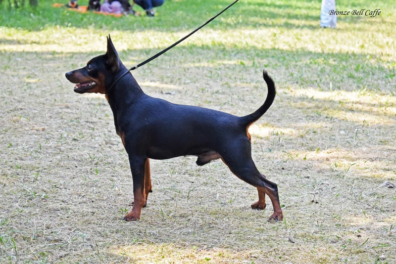 Цвергпинчер черные мальчики и девочки 2 месяца  Киев. - <ro>Изображение</ro><ru>Изображение</ru> #5, <ru>Объявление</ru> #1664982