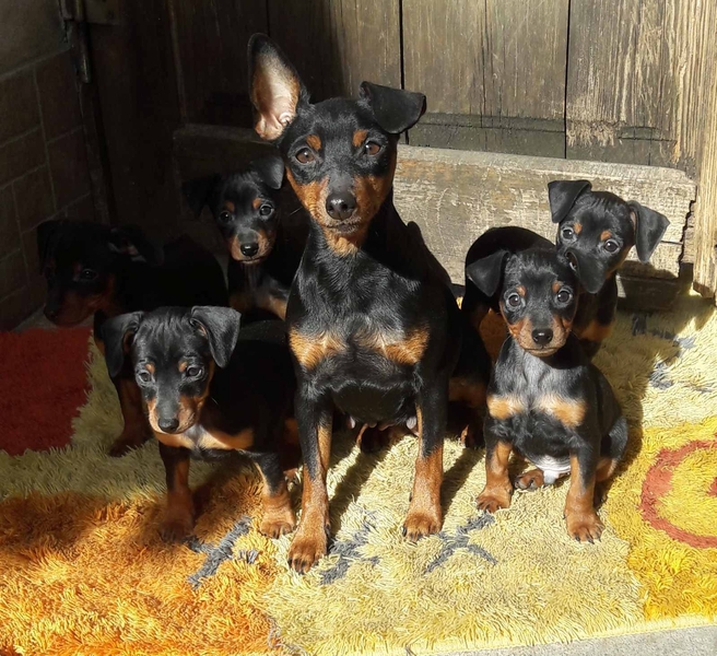 Цвергпинчер черные мальчики и девочки 2 месяца  Киев. - <ro>Изображение</ro><ru>Изображение</ru> #6, <ru>Объявление</ru> #1664982