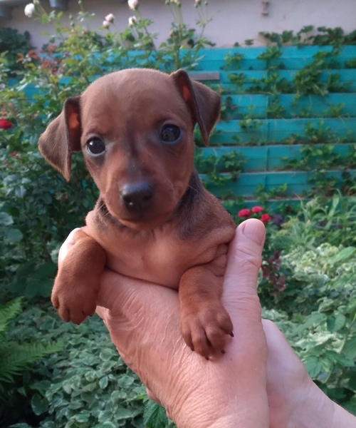 Кнопочка (карликовый пинчер) 2 месяца ищет добрую, заботливую хозяйку! Киев. - <ro>Изображение</ro><ru>Изображение</ru> #1, <ru>Объявление</ru> #1714566