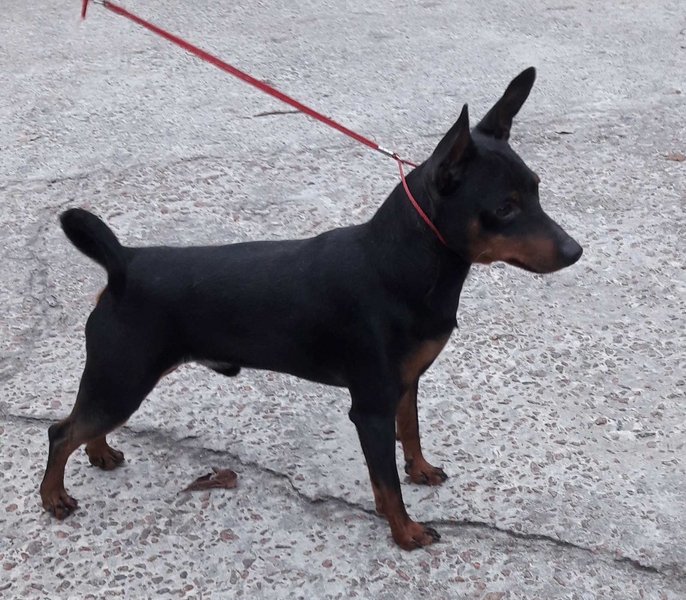 Кнопочка (карликовый пинчер) 2 месяца ищет добрую, заботливую хозяйку! Киев. - <ro>Изображение</ro><ru>Изображение</ru> #5, <ru>Объявление</ru> #1714566