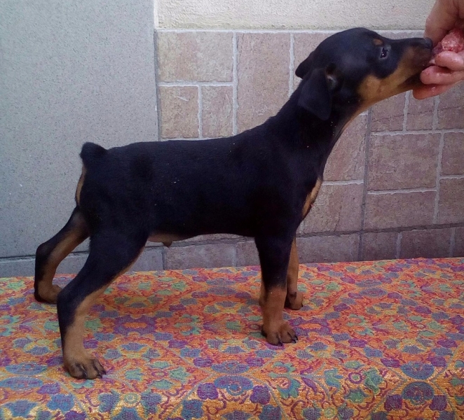 Цвергпинчер черные мальчики и девочки 2 месяца  Киев. - <ro>Изображение</ro><ru>Изображение</ru> #7, <ru>Объявление</ru> #1664982