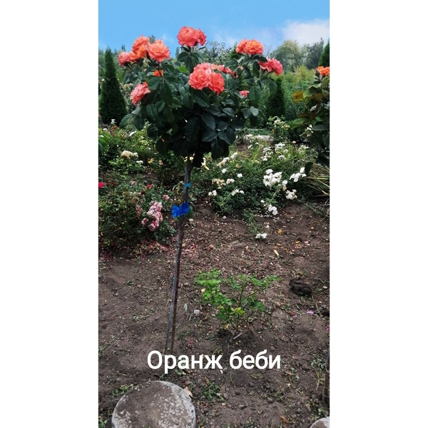 Розы штамбовые большой выбор, розница и опт, высылаем по Украине - <ro>Изображение</ro><ru>Изображение</ru> #3, <ru>Объявление</ru> #1716532