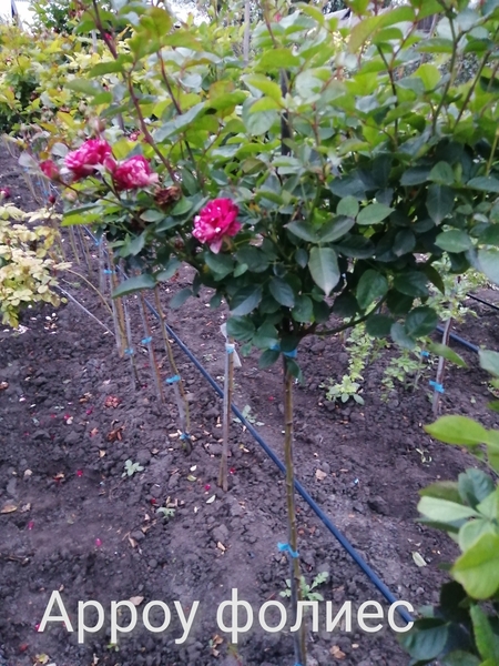 Розы штамбовые большой выбор, розница и опт, высылаем по Украине - <ro>Изображение</ro><ru>Изображение</ru> #5, <ru>Объявление</ru> #1716532