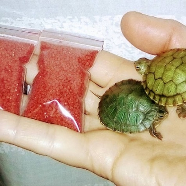 Самые красивые черепахи в мире - это красноухие черепашки! - <ro>Изображение</ro><ru>Изображение</ru> #5, <ru>Объявление</ru> #1716529