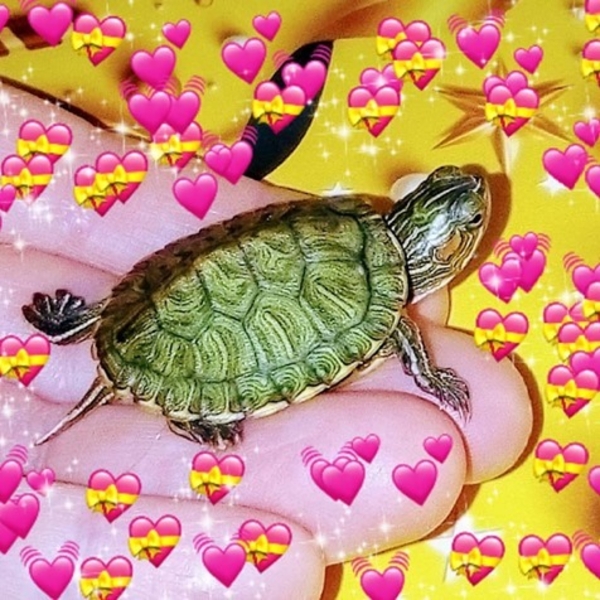 Самые красивые черепахи в мире - это красноухие черепашки! - <ro>Изображение</ro><ru>Изображение</ru> #4, <ru>Объявление</ru> #1716529