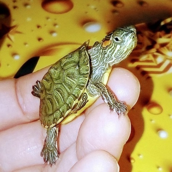 Самые красивые черепахи в мире - это красноухие черепашки! - <ro>Изображение</ro><ru>Изображение</ru> #1, <ru>Объявление</ru> #1716529